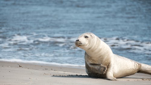 Imagine de stoc gratuită din animal, faună sălbatică, focă