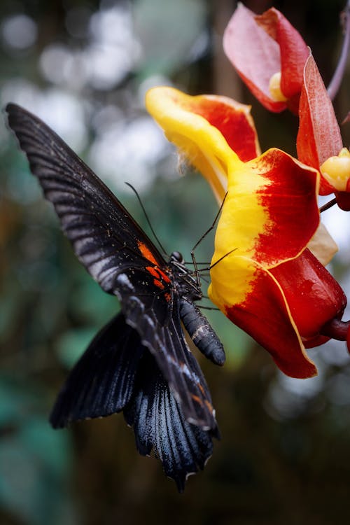 Black Butterfly Perched on a Flower