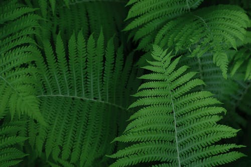 Fern Plants in Close-up Photography