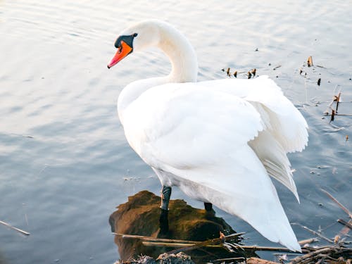 A White Swan Near Water