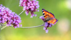 A Small Tortoiseshell Butterfly Perched on Flowers