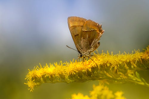 Free Brown Butterfly Perched on Yellow Flower in Close Up Photography Stock Photo