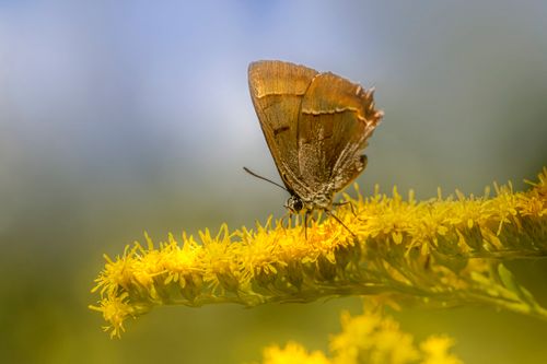 Free Detailed close-up of a butterfly perched on a yellow flower in nature. Stock Photo