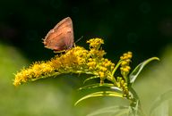 Brown Butterfly on Yellow Flower