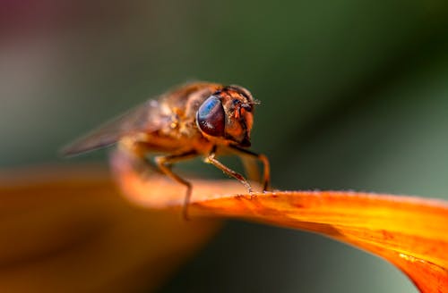 Close-up Photo of a Fly