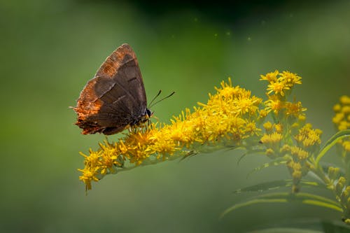 Darmowe zdjęcie z galerii z biała smuga na literę, flora, fotografia owadów