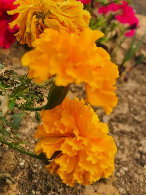 Free stock photo of 14 february, angel s breath flowers, beautiful flower Stock Photo