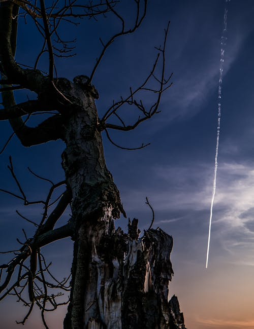 Silhouette of Leafless Tree under Blue Sky