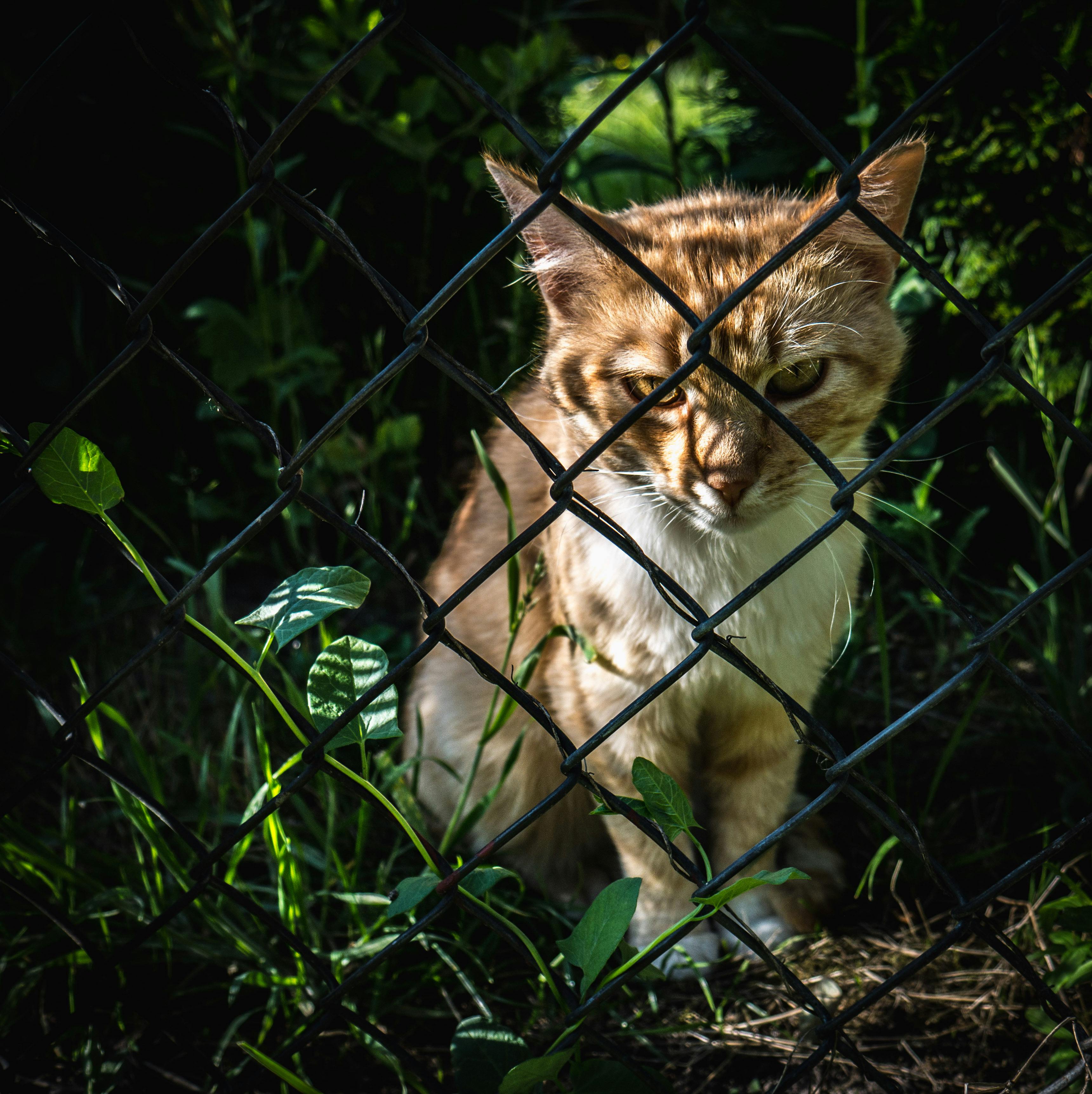 a cat sitting near the chain link fence