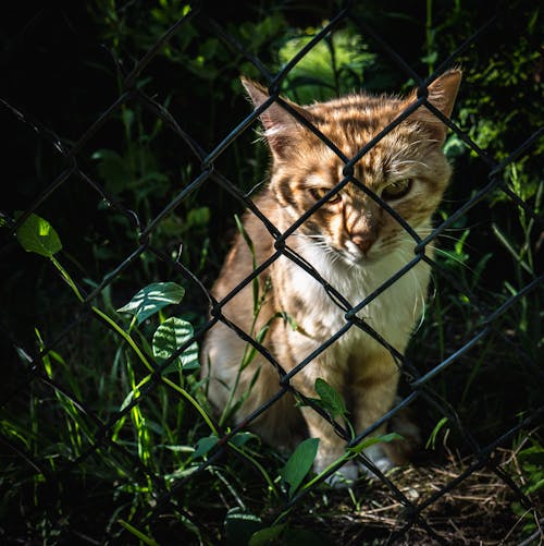 A Cat Sitting Near the Chain Link Fence