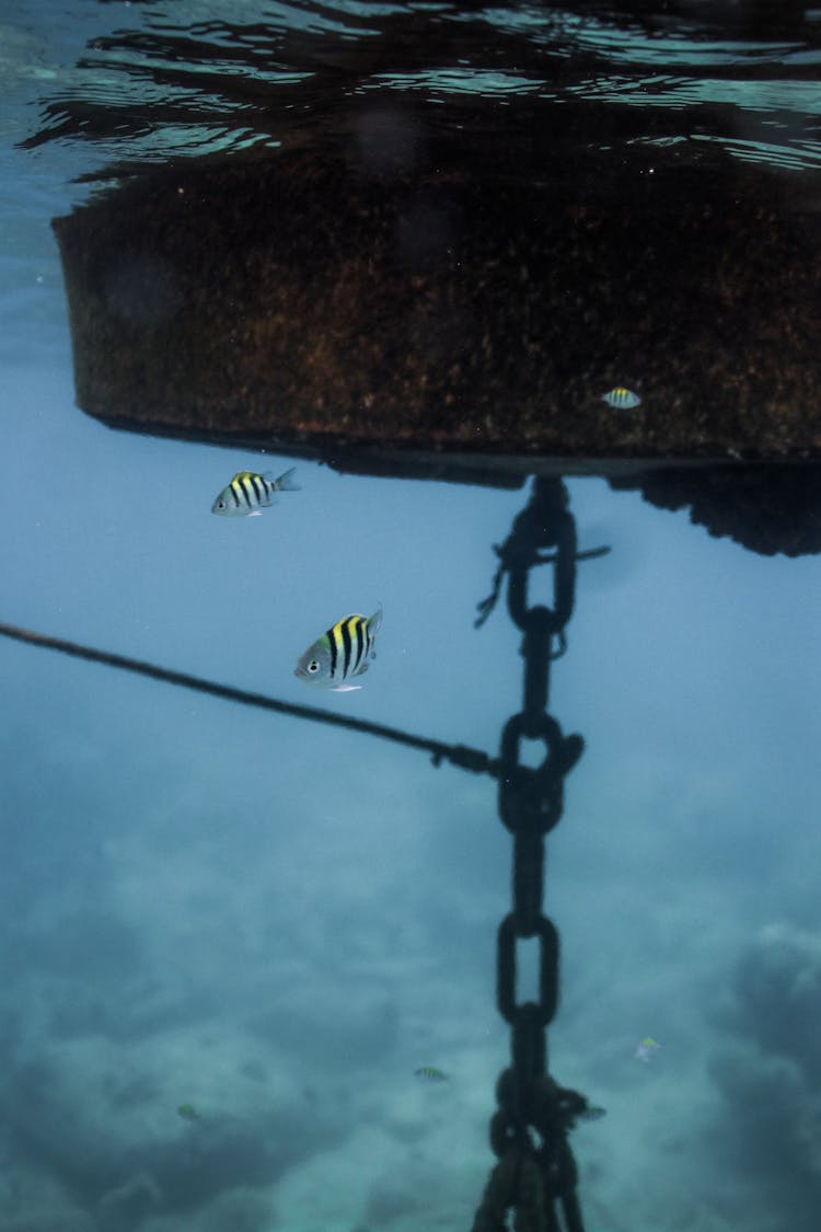 Underwater Image Of Striped Fish And Metal Chain