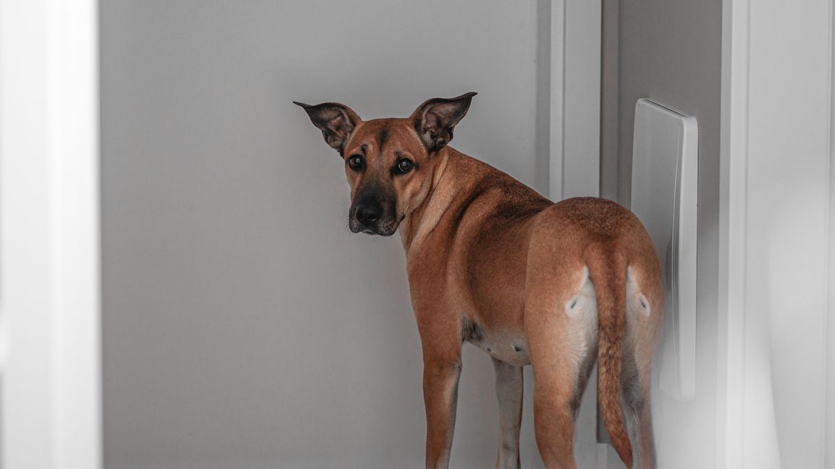 Hund ist unruhig: Ursachen, Warnzeichen und Beobachtungsplan