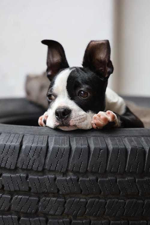 A Boston Terrier with It's Face on Tire