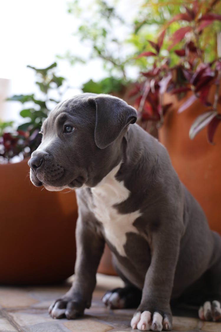 Close-Up Shot Of A Gray Pitbull Sitting