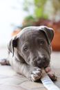 Gray and White American Pitbull Terrier Puppy Lying on Floor