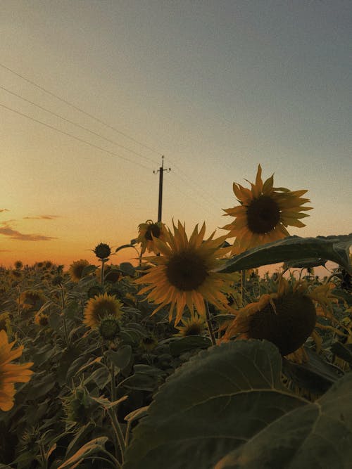 Gratis arkivbilde med åker, blomst, solnedgang