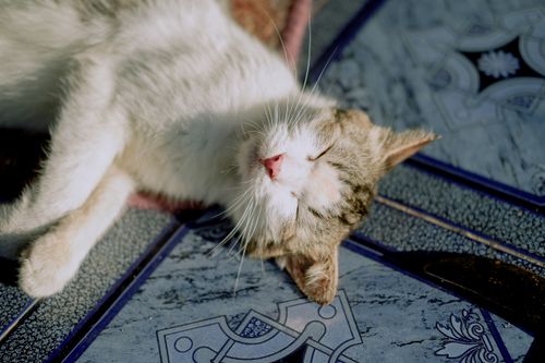 Free A cute domestic cat lies comfortably on a sunny tiled floor, enjoying the warmth. Stock Photo