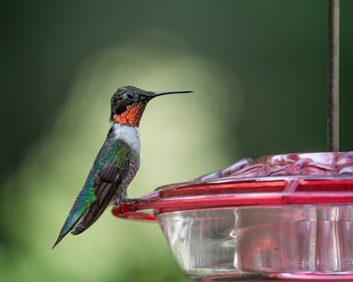 An Orange Necked Humming Bird on a Glass Bird Feeder