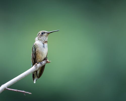 A Hummingbird Perched on a Tree Branch