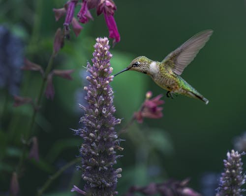 Fotobanka s bezplatnými fotkami na tému kolibrík, krásny sheartail, krídla