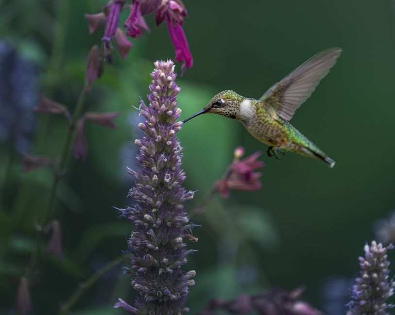 Agastache fenouil
