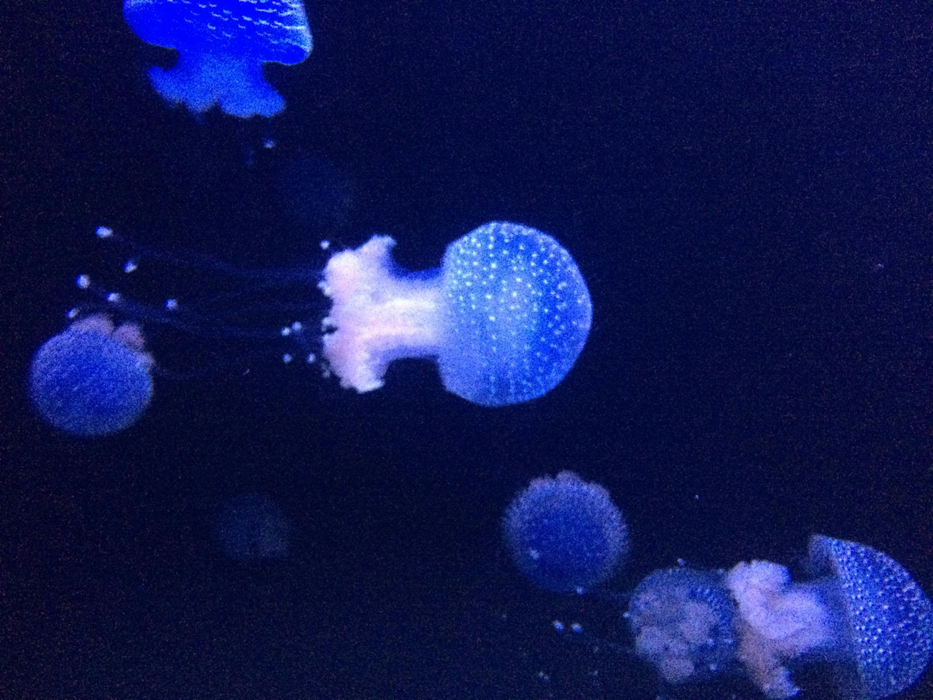 Free stock photo of Ocean medusa