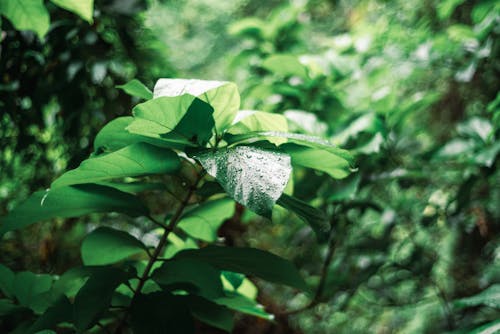 bereketli, bitki, bulanık arka plan içeren Ücretsiz stok fotoğraf