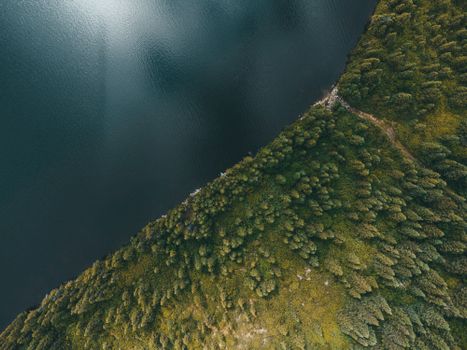 Aerial View of Sea Near Vast Field of Trees
