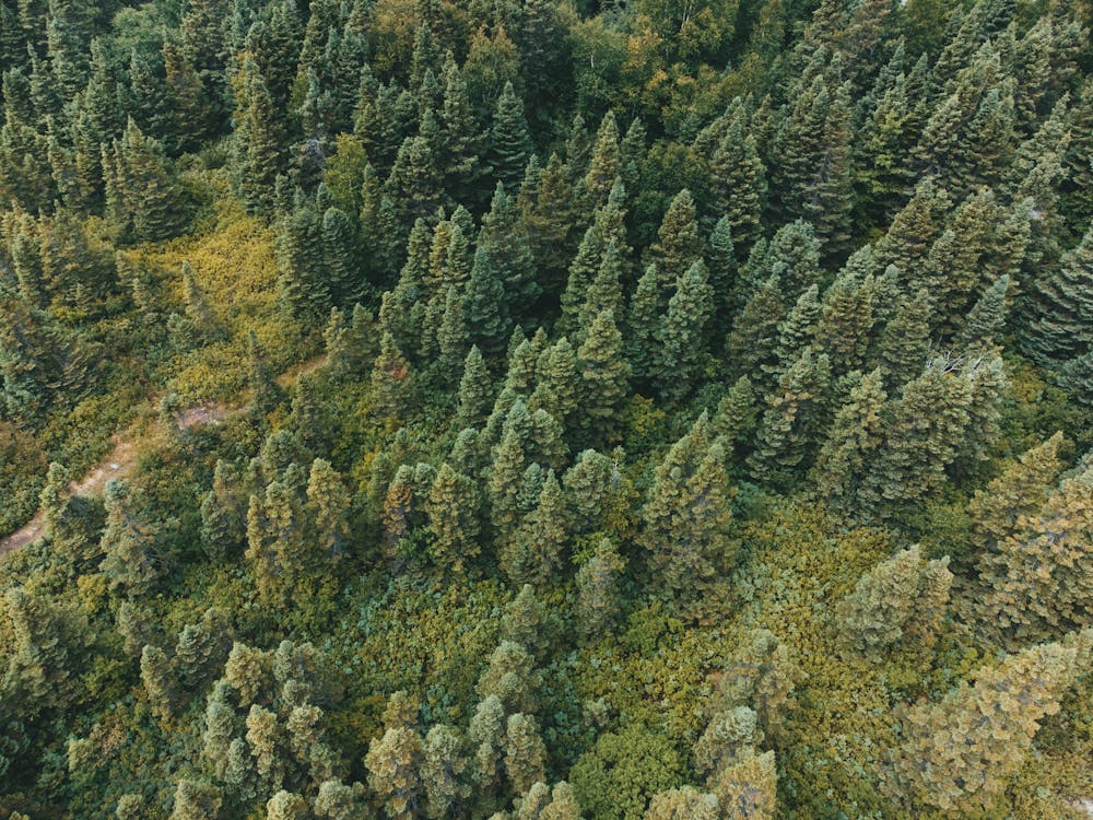 Aerial Photography of Trees · Free Stock Photo
