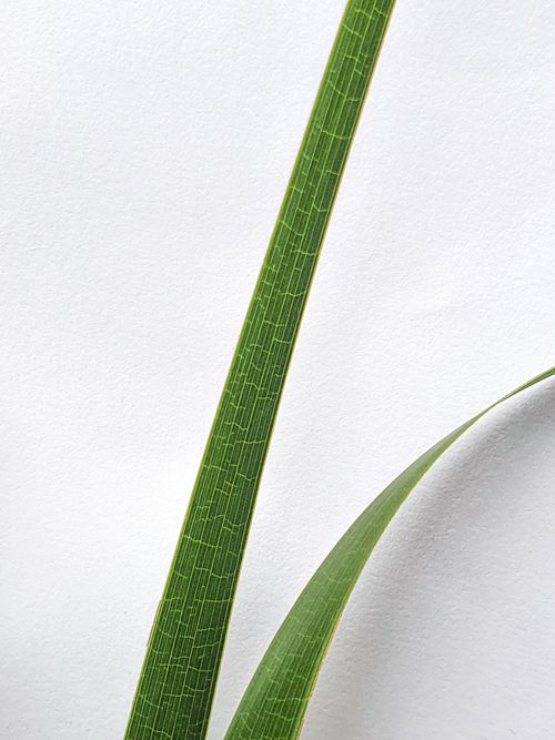 Free A simple and elegant close-up of a green leaf against a white background, perfect for nature themes. Stock Photo