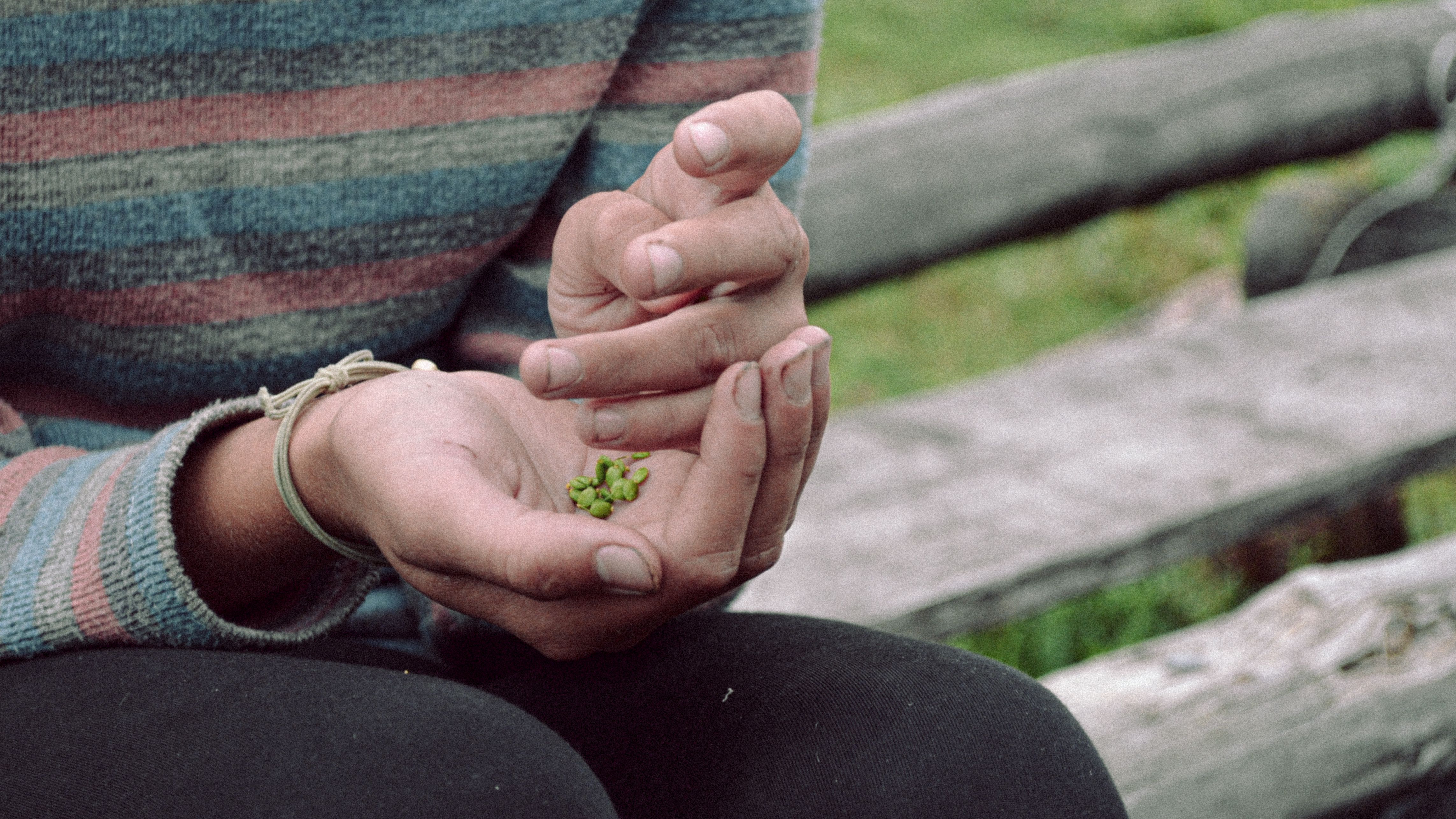 Hemp Seed Oil for Penis Enlargement: What the Evidence Actually Shows — Photo by Ekaterina  Kobzareva on Pexels
