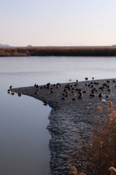 A serene scene of ducks resting on a lake shore with calm waters in Suncheon, South Korea.
