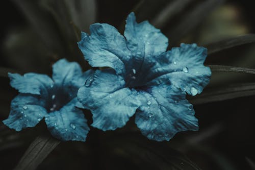 Blue Flowers with Water Droplets