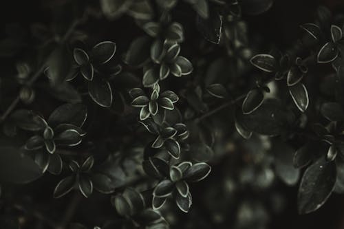 ダーク, 植物, 植物の写真の無料の写真素材