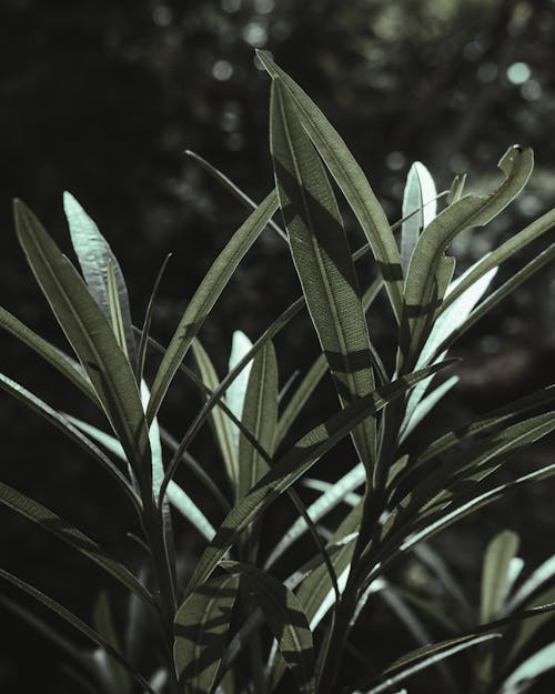 Green Leaves in Close Up Photography