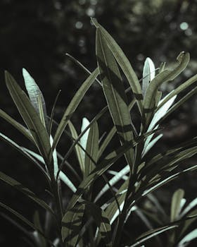 Detailed close-up of lush green leaves in Indian wilderness, perfect for natural backgrounds.