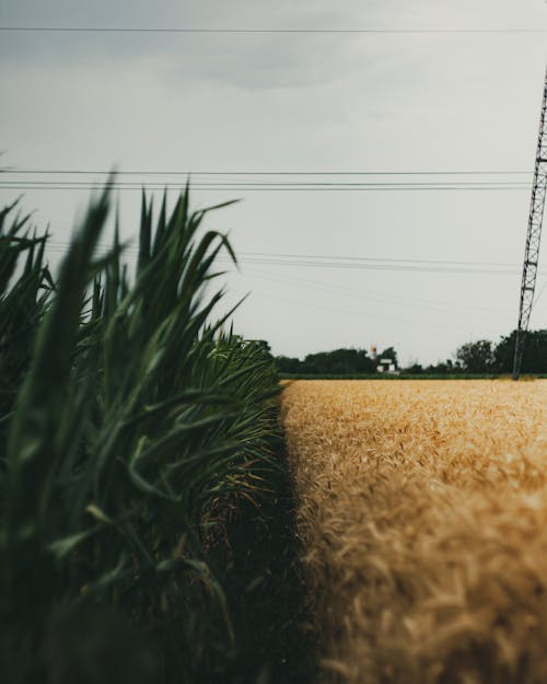 Green Leafy Plants Beside Brown Hay Field