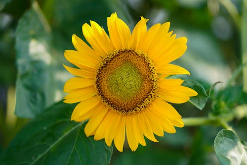 A Beautiful Sunflower in Close Up Photography