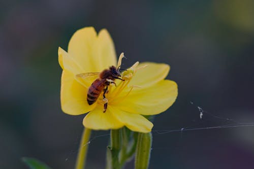 Darmowe zdjęcie z galerii z fotografia zwierzęcia, owad, pajęczyna