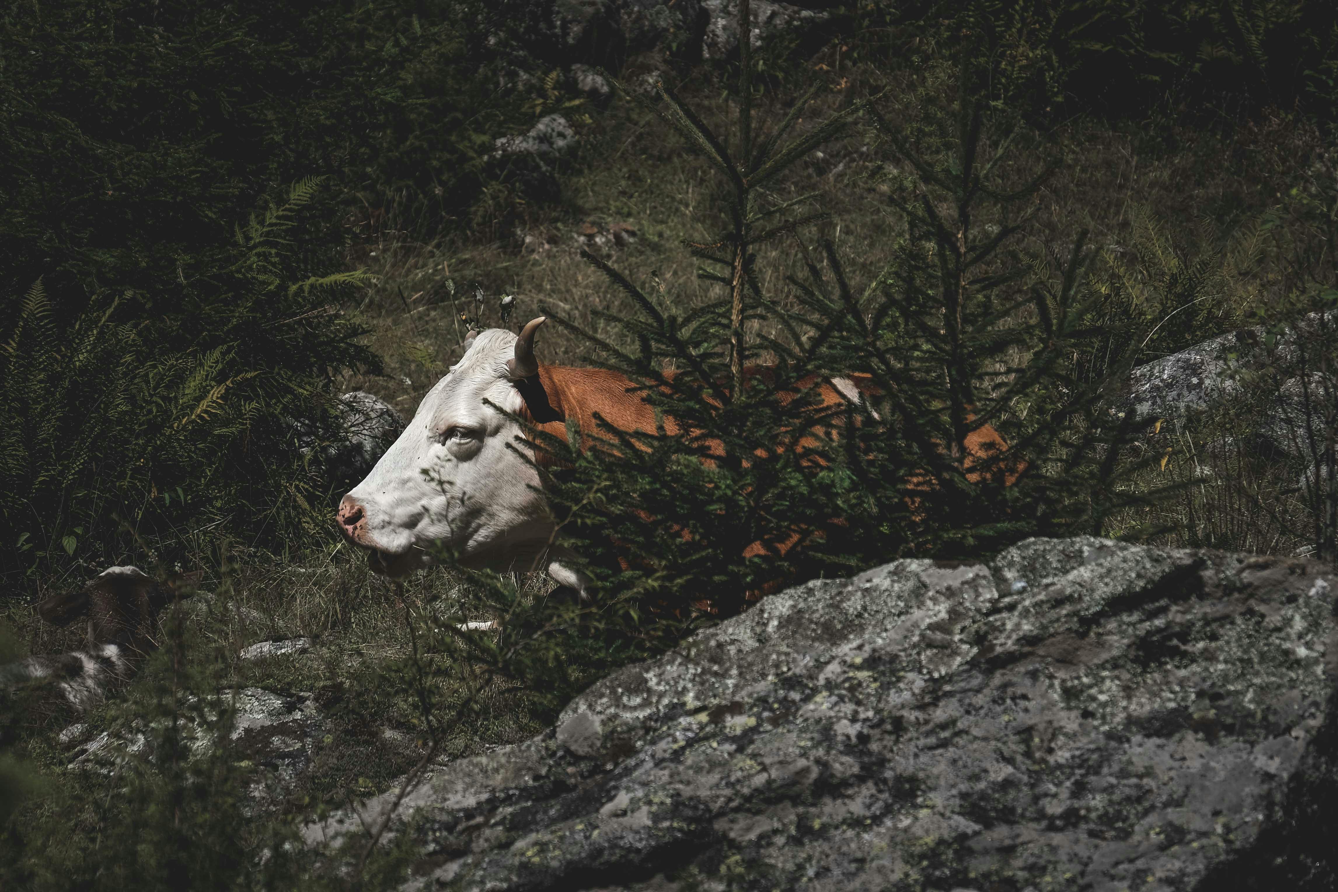 grátis Foto profissional grátis de agricultura, ambiente natural, animal da fazenda Foto profissional