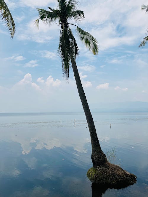 Free stock photo of blue lake, coconut tree, lake