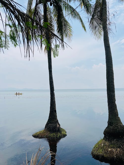 Free stock photo of boat, coconut tree, lake