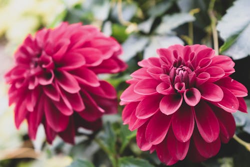 Fotos de stock gratuitas de Canon, estado de ánimo de verano, flor