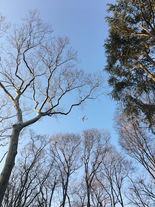 Leafless Trees Under Blue Sky