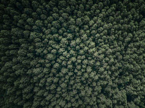 Drone shot capturing a lush, dense forest near Melbourne, revealing intricate patterns and vibrant greenery.
