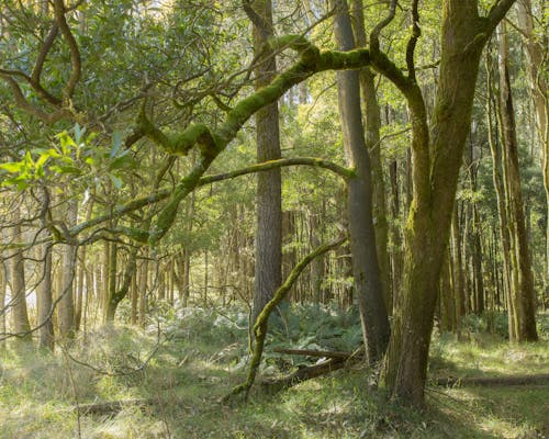 Бесплатное стоковое фото с ветвь, гора, дерево