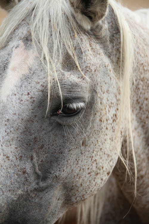 Foto profissional grátis de animal, cabeça, cavalo