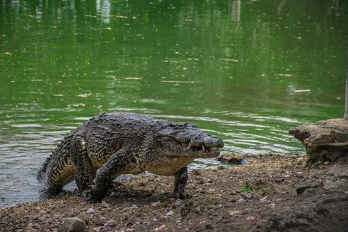 Free A Cuban crocodile emerges from a lush lakeshore, showcasing its formidable reptilian features. Stock Photo