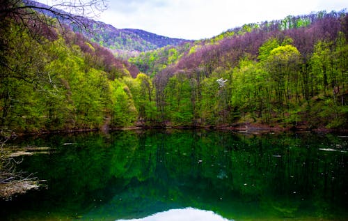 Ingyenes stockfotó Magyarország, őszi erdő, tó témában