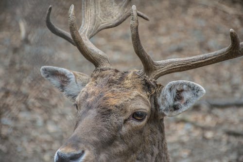Free stock photo of animal, animal eye, deer